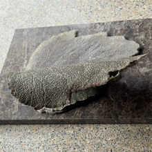 Afbeelding in Gallery-weergave laden, NEXT PHASE | Glas | Keramiek | Bruin graniet | Unica
